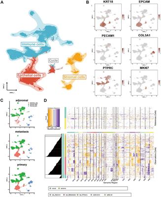 Single-cell transcriptome analysis identifies a novel tumor-associated macrophage subtype predicting better prognosis in pancreatic ductal adenocarcinoma